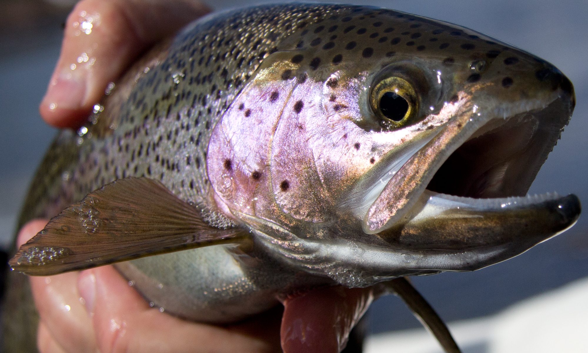 Bloom Outfitting — fishing photo 3